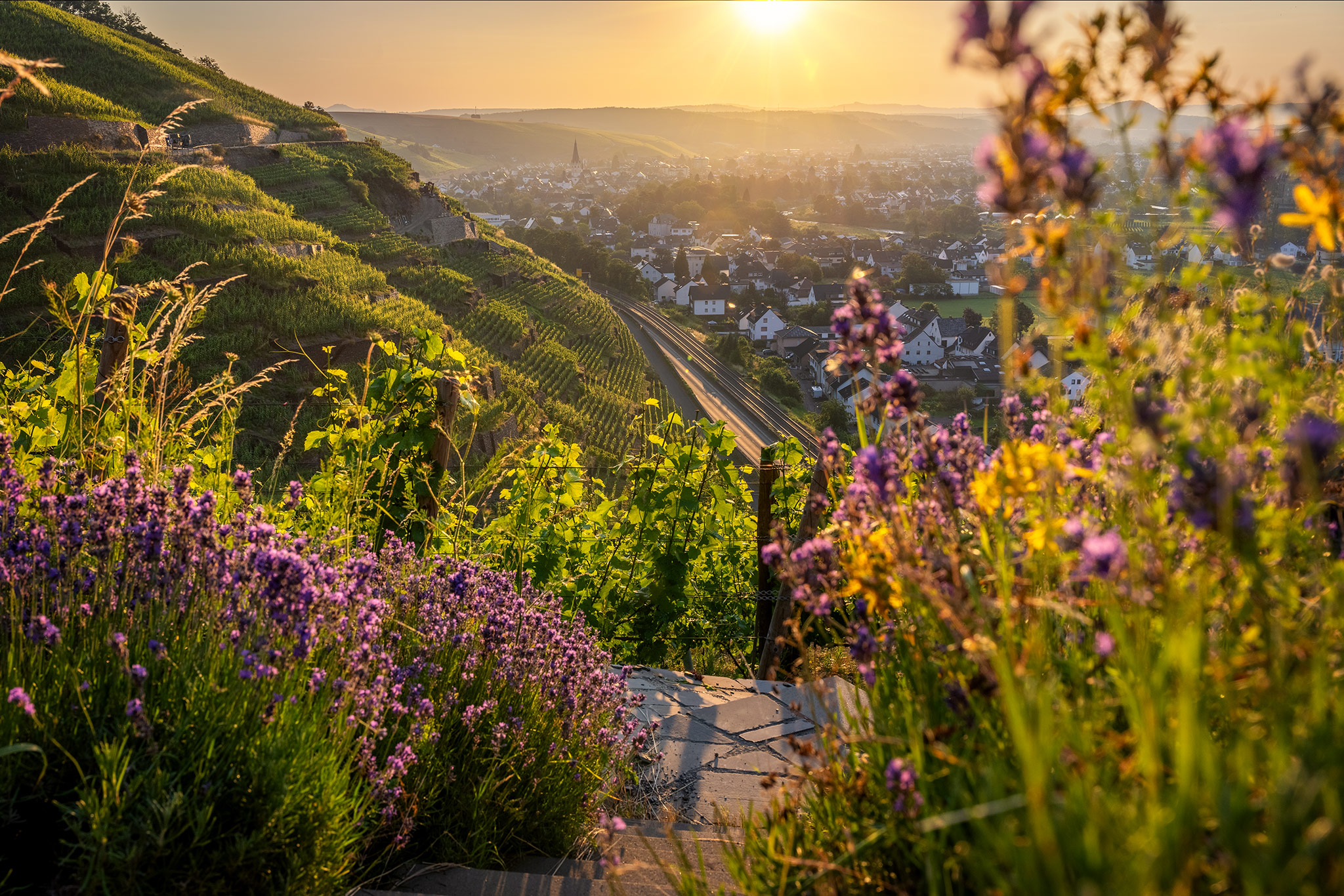 Blick aus den Weinbergen auf Ahrweiler im Ahrtal – Kai Schneiders